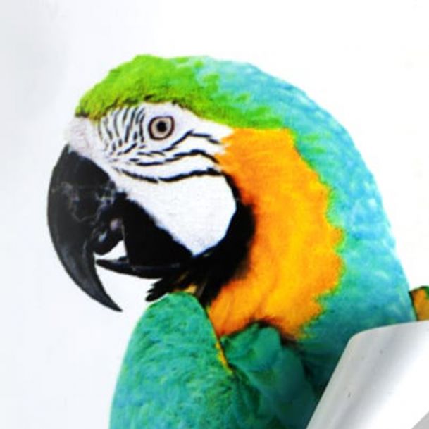 Vinilo Monomérico Blanco Mate