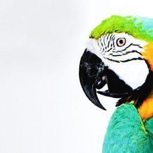 VINILO MONOMÉRICO BLANCO BRILLO (REMOVIBLE)