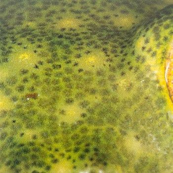 polietileno transparente 5mm