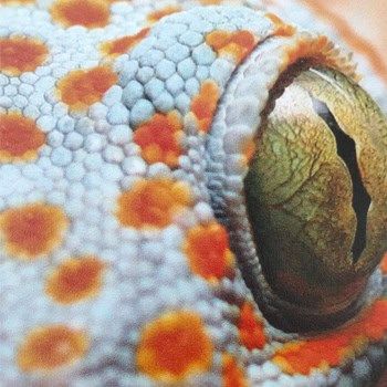 Metacrilato Colada Transparente 5 mm