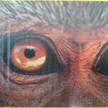 polipropileno celular amarillo