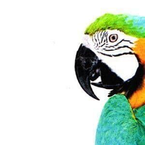 VINILO POLIMÉRICO BLANCO BRILLO (REMOVIBLE)