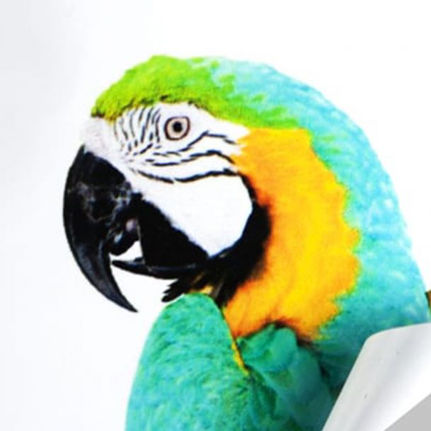 vinilo_monomerico_blanco_brillo_cuadrado