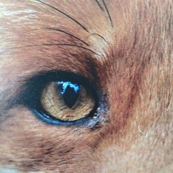 Cartón Compacto Displayline