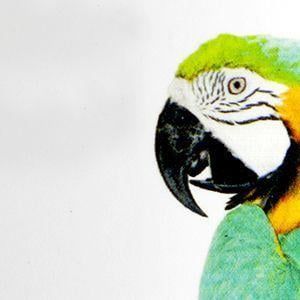 VINILO MONOMÉRICO TRANSPARENTE BRILLO  (REMOVIBLE)