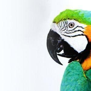 VINILO MONOMÉRICO BLANCO MATE (REMOVIBLE)