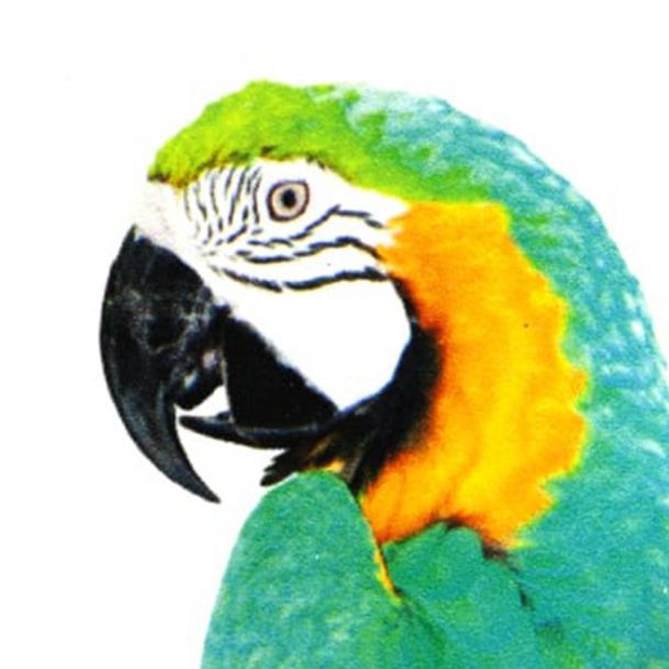 Vinilo Nanoventosas Blanco